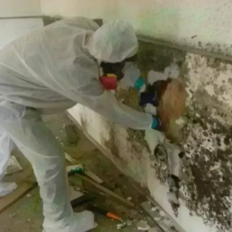 Mold Remediation and Removal in Franklin, NH